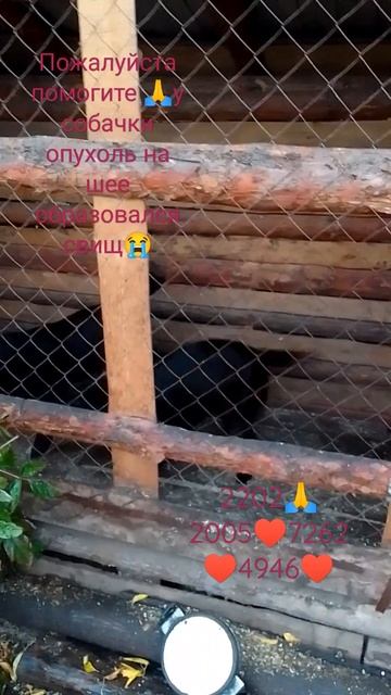 Приют для брошенных животных 🙏 смотреть онлайн