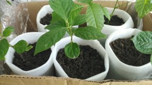 Перевалка Грецкого Ореха🌱Хурмы в Подложку💥Моя Благодарность Зрителям за Поддержку💖Вы самые Лучшие👍