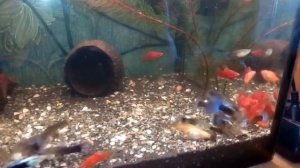 Пецилии и Гуппи