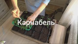 Хроника в городе. Март 2025 года. Зубки и пикировка помидорок...