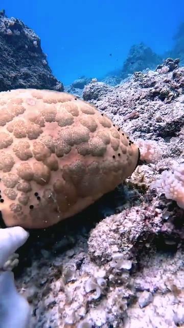 Pin Cushion STARFISH #marinelife #scubadiving #Ocean #fyp #alien #travel(1)