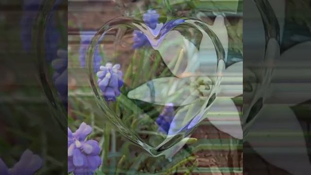 Луковичные цветы #сад #тюльпаны # мускари #garden #цветы #flowers #нарциссы