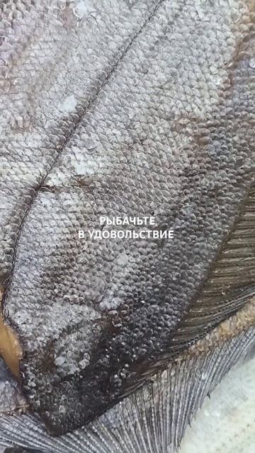 Наша вкусная рыба - вяленый ёрш.