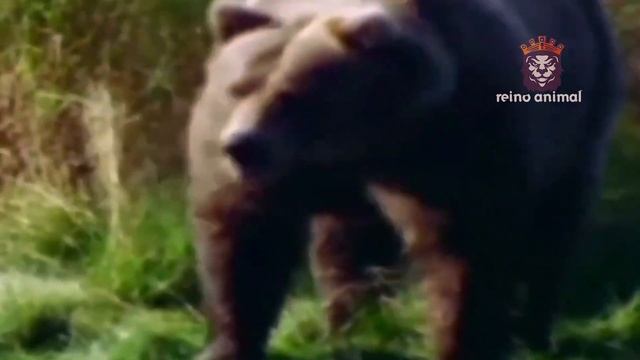 🟢 5 INCRÍVEIS ATAQUES DO PUMA смотреть онлайн