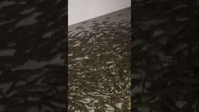 Выращивание рыбы смотреть онлайн