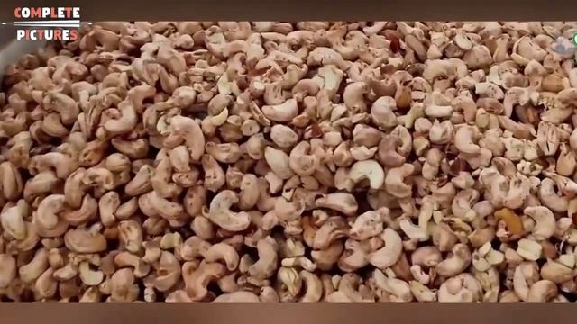 Cashew Nut Processing Modern Technology - Cashew Nut Processing Machine