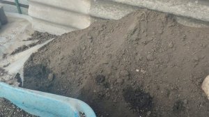 Вегетирующие саженцы винограда 2025