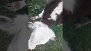 Бык кричит кагда видит корову