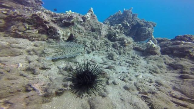 Flying Gurnard смотреть онлайн