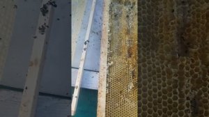 Восковая моль. Заводиться в рамках вощины и кушает ее.Бида для пчеловодов.