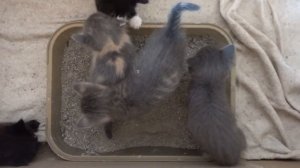Как приучить котят к лотку.