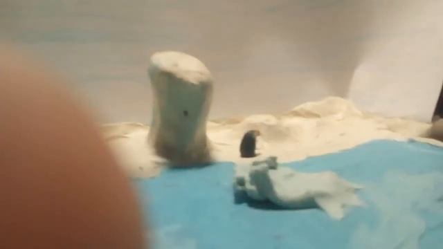 Пингвин прыжок в море смотреть онлайн