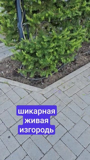Ландшафтный дизайн возле обычного торгового центра в спальном район