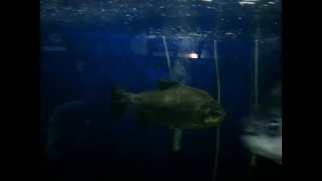 Mega Fish смотреть онлайн