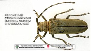 Яблоневый стволовый усач (Apriona cinerea Chevrolat, 1852)