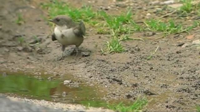 Скалистая ласточка Ptyonoprogne rupestris смотреть онлайн