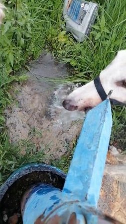 Русские псовые борзые Догон Черемша лакют водичку из колонки. Летняя забава, все колонки водопой