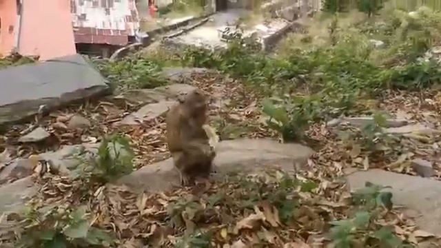 г. Таку. Обезьянки и мы - дикие) смотреть онлайн