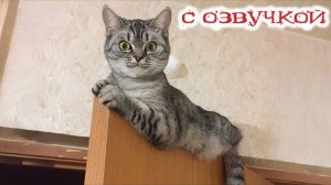 Приколы с котами! С ОЗВУЧКОЙ! СМЕШНЫЕ КОТЫ 2025! Самые смешные животные - Я РЖАЛ ДО СЛЕЗ!