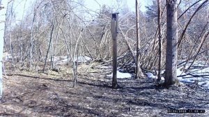 Лисица в зимнем лесу и рогач косули на солонце