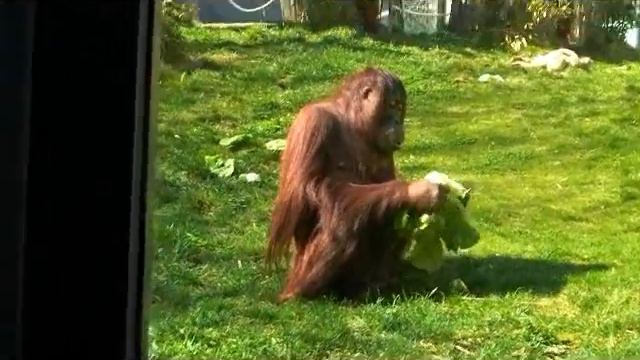 Orang Utan with a thousand miles смотреть онлайн