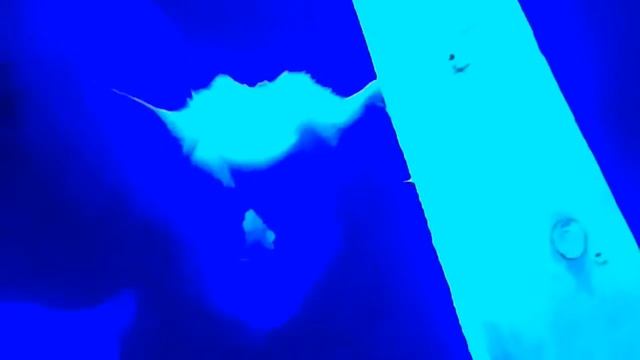 Любимая кошка(7) смотреть онлайн