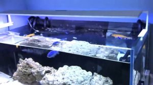 MicMol - Newest Aqua Air LED Aquarium Lighting