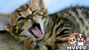 Приколы с котами 2025 – смех до слёз! 🤣