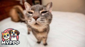 😆 Милые котики, игривые щенки и их самые смешные выходки — всё в одном ролике! 🐾