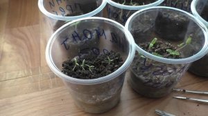 Важные работы со всходами помидоров