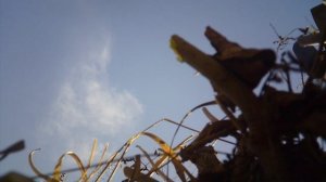 Удаление сорного растения: "Канадский Клён"