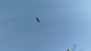 Голуби отлетали 2 ч .