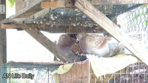 [Help Dog] Remove maggot from dog skin #53