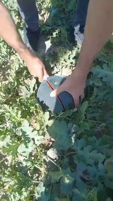 Арбузы оптом из Ирана