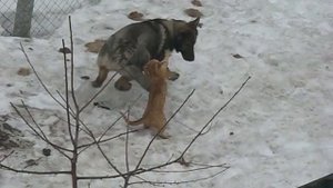 Кот дерётся с собакой!