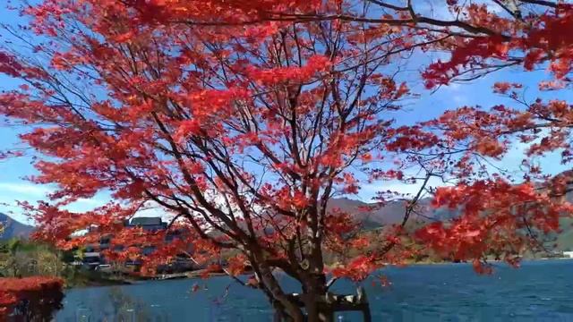 Yagisaki Park 😍 Japan! смотреть онлайн