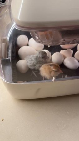 Цыпочки)) Милоты вам в ленту 😍