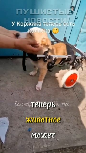 😭 У собаки не работают задние лапы #shorts #новости | Пушистые новости смотреть онлайн