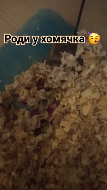 Хомячиха Пушка народила дитинчат 🥳😍😳 #хомки #хомяк #джунгарскийхомяк #animal #хома #homa