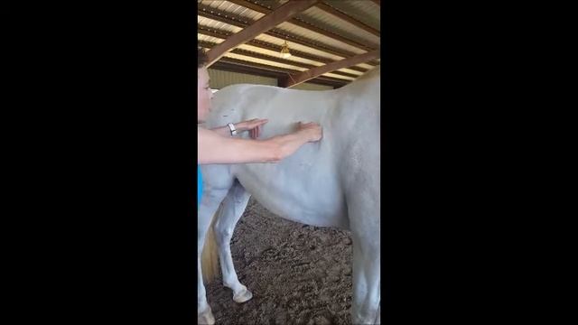 Improve Your Horse's Bending with Rib Accordions смотреть онлайн