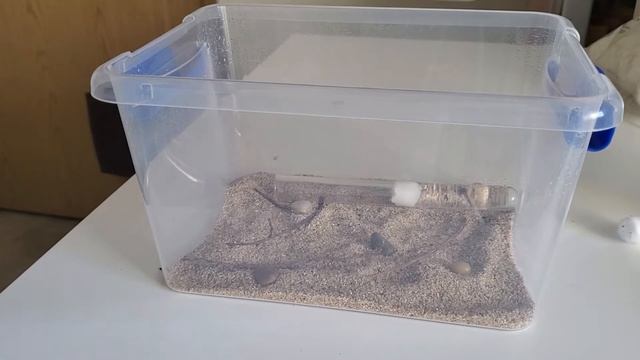 My myrmica rubra colony смотреть онлайн