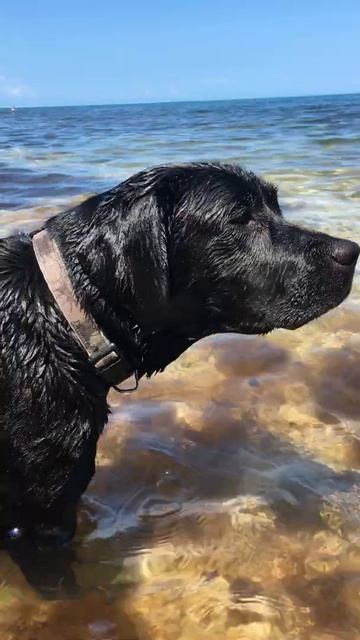 Вега любуется водичкой в море (Севастополь) смотреть онлайн