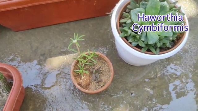 #small plants#plants#Haworthia plant#Haworthia cymbiformis#Haworthia coopri#Haworthia Shibatoshi# смотреть онлайн