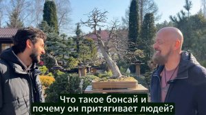 Что такое бонсай и почему он притягивает людей?