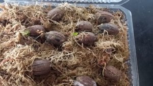 Проращивание пекана