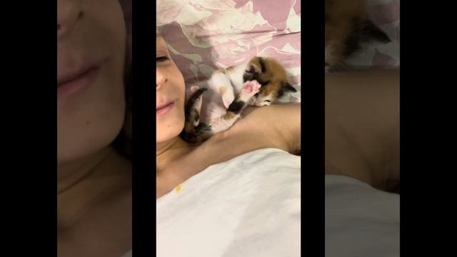 Булочка котёнок