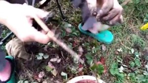 #Осенняя посадка клубники