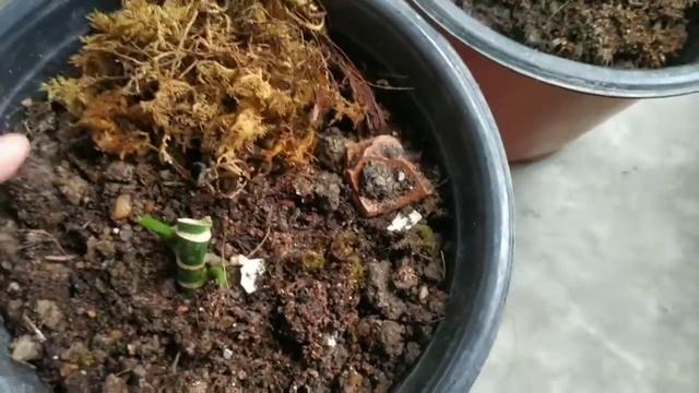 Monstera Esqueleto care tips| @SwaraGTheGardener Easy and beautiful plant/rare plants смотреть онлайн