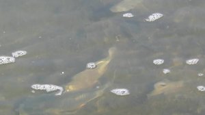 РЫБНЫЙ ДЕНЬ