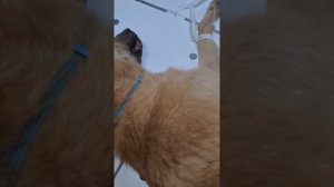 Клиника и лечение в приюте Четыре лапы Ташкент